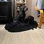 dog, black_dog, pet, indoor, floor, blanket, furniture, chair, shelf, wooden_floor, domestic, canine, resting, two_dogs, looking_up, companion, home, relaxed, animal, household