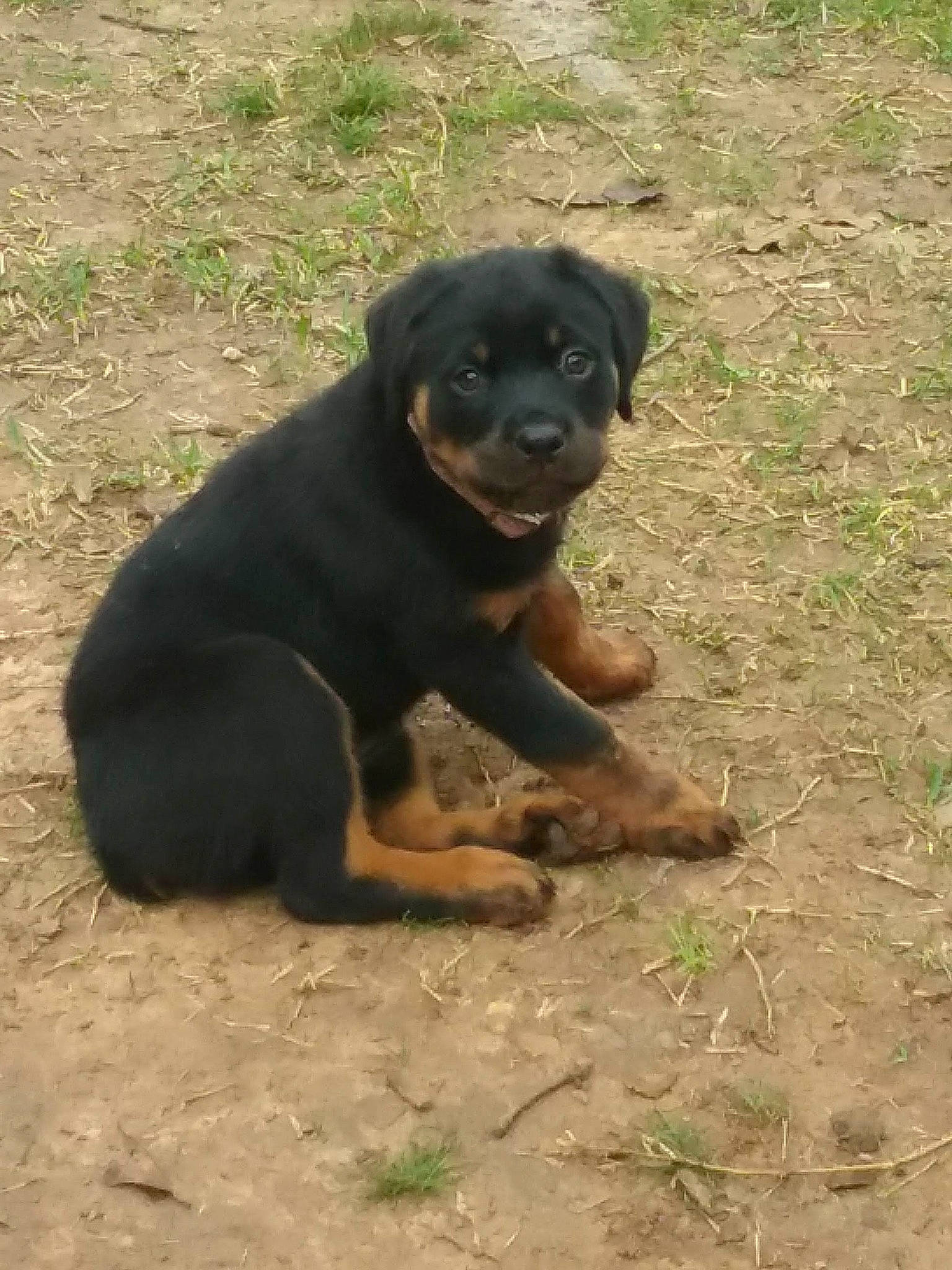 Lady joined the competition — help win amazing prizes! beaglier, canidae, carlin_pinscher, carnivore, companion_dog, dog, dog_breed, fawn, grass, guard_dog, hunting_dog, paw, plant, rottweiler, snout, soil, sporting_group, terrestrial_animal, working_animal, working_dog