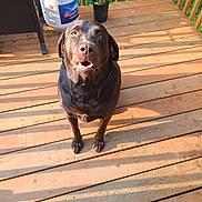 Misfire is registered to the contest to win money with this photo: dog, labrador, brown_dog, pet, wooden_deck, outdoor, sunlight, propane_tank, plant, potted_plant, animal, canine, looking_up, sitting, shadow, fence, nature, daylight, wood, summer