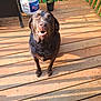 dog, labrador, brown_dog, pet, wooden_deck, outdoor, sunlight, propane_tank, plant, potted_plant, animal, canine, looking_up, sitting, shadow, fence, nature, daylight, wood, summer