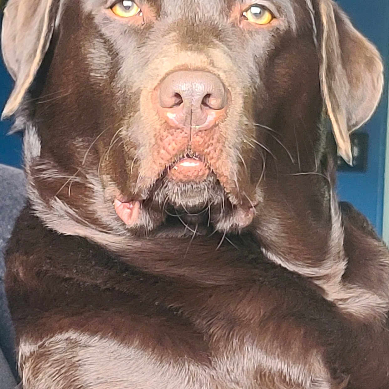 Misfire is registered to the contest to win money with this photo: animal, brown, canine, chocolate_labrador, close_up, companion, dog, domestic, ears, face, fur, golden_eyes, indoor, looking, mammal, nose, pet, portrait, snout, whiskers