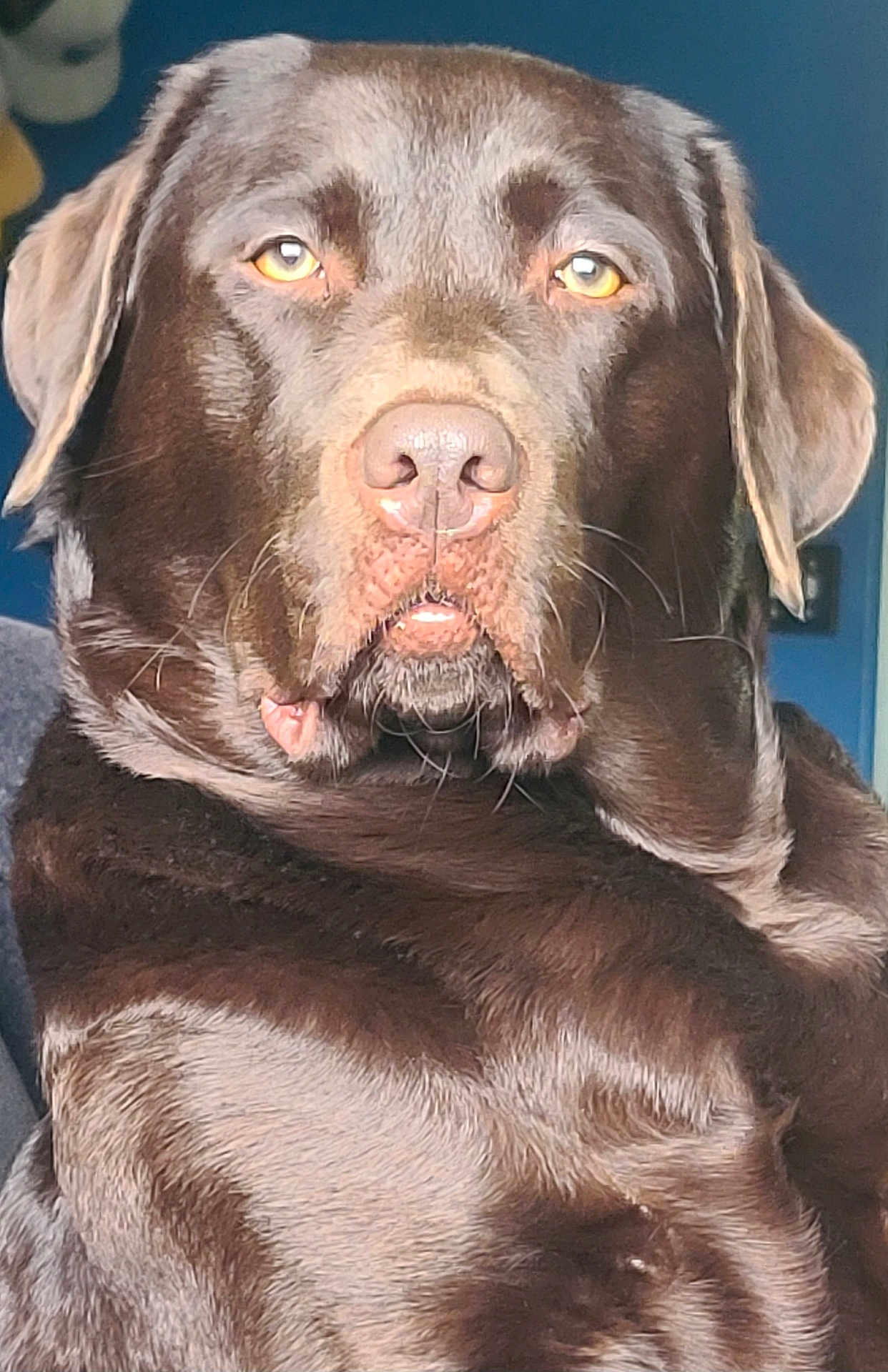 Misfire is registered to the contest to win money with this photo: dog, chocolate_labrador, pet, animal, close_up, portrait, fur, ears, face, golden_eyes, canine, indoor, looking, snout, whiskers, nose, brown, mammal, companion, domestic