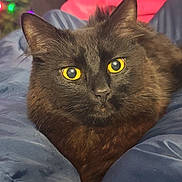 Shiro is registered to the contest to win money with this photo: animal, black_cat, blanket, cat, close_up, colorful_lights, comfort, cozy, cute, domestic_animal, fur, furry, holiday_lights, indoor, pet, portrait, resting, soft_textile, warm, yellow_eyes
