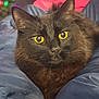 animal, black_cat, blanket, cat, close_up, colorful_lights, comfort, cozy, cute, domestic_animal, fur, furry, holiday_lights, indoor, pet, portrait, resting, soft_textile, warm, yellow_eyes