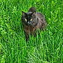 animal, black_cat, cat, closeup, daylight, feline, fur, grass, green, leaf, mammal, nature, outdoor, pet, plant, quiet, sitting, summer, wildlife, yellow_eyes