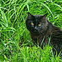 alert, animal, black_cat, bush, cat, closeup, eyes, feline, fur, grass, greenery, leaf, mammal, nature, outdoor, pet, plant, sitting, wild, wildlife