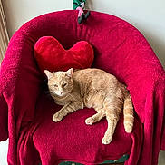 Aiko participe au concours pour gagner de l'argent avec cette photo : animal, cat, chair, cozy, cute, decor, domestic_cat, elf_doll, floor, furniture, heart_pillow, indoor, orange_cat, pet, plush, red_blanket, relaxed, resting, soft_texture, wall