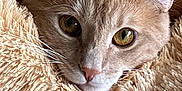 Aiko participe au concours pour gagner de l'argent avec cette photo : animal, beige, blanket, cat, close_up, comfortable, cozy, cute, domestic_cat, eyes, face, feline, fur, indoor, pet, portrait, resting, soft_texture, warm, whiskers