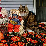 Tucker is registered to the contest to win money with this photo: cat, scarecrow, halloween, pumpkin, tablecloth, autumn, decor, fall, orange, black, fluffy, tabby, door, porch, flowers, doll, indoor, sitting, holiday, seasonal