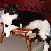Gizzy Girl is registered to the contest to win money with this photo: animal, black_and_white, cabinet, cat, cozy, curious, cute, domestic, floor, fluffy, fur, furniture, home, indoor, mammal, paw, pet, relaxed, resting, wooden_stool