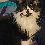 Patches joined the competition — help win amazing prizes! cat, black_and_white, fluffy, indoor, pet, animal, feline, whiskers, fur, face, ears, eyes, blanket, couch, comfort, domestic, cute, portrait, sitting, relaxed