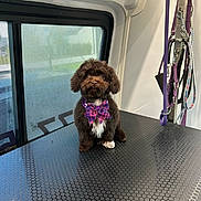 Choco is registered to the contest to win money with this photo: dog, small_dog, bow_tie, purple, plaid, pet, indoor, window, van, grooming_area, leashes, black_surface, cute, fluffy, animal, sitting, looking_up, decorative_bow, white_paw, brown_fur