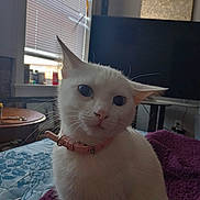 Snowflake joined the competition — help win amazing prizes! animal, bed, blanket, blinds, blue_eyes, cat, collar, cute, face, indoors, living_room, pet, pink_collar, portrait, purple_blanket, sitting, television, whiskers, white_cat, window