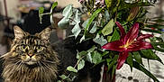 Vitani a rejoint le concours — aidez-le/la à gagner de superbes lots ! cat, long_haired_cat, bouquet, pink_rose, red_lily, eucalyptus, vase, table, tablecloth, indoor, plants, leaves, whiskers, green_eyes, pet, bokeh, closeup, portrait, cozy_home, floral_arrangement
