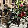 cat, long_haired_cat, bouquet, pink_rose, red_lily, eucalyptus, vase, table, tablecloth, indoor, plants, leaves, whiskers, green_eyes, pet, bokeh, closeup, portrait, cozy_home, floral_arrangement