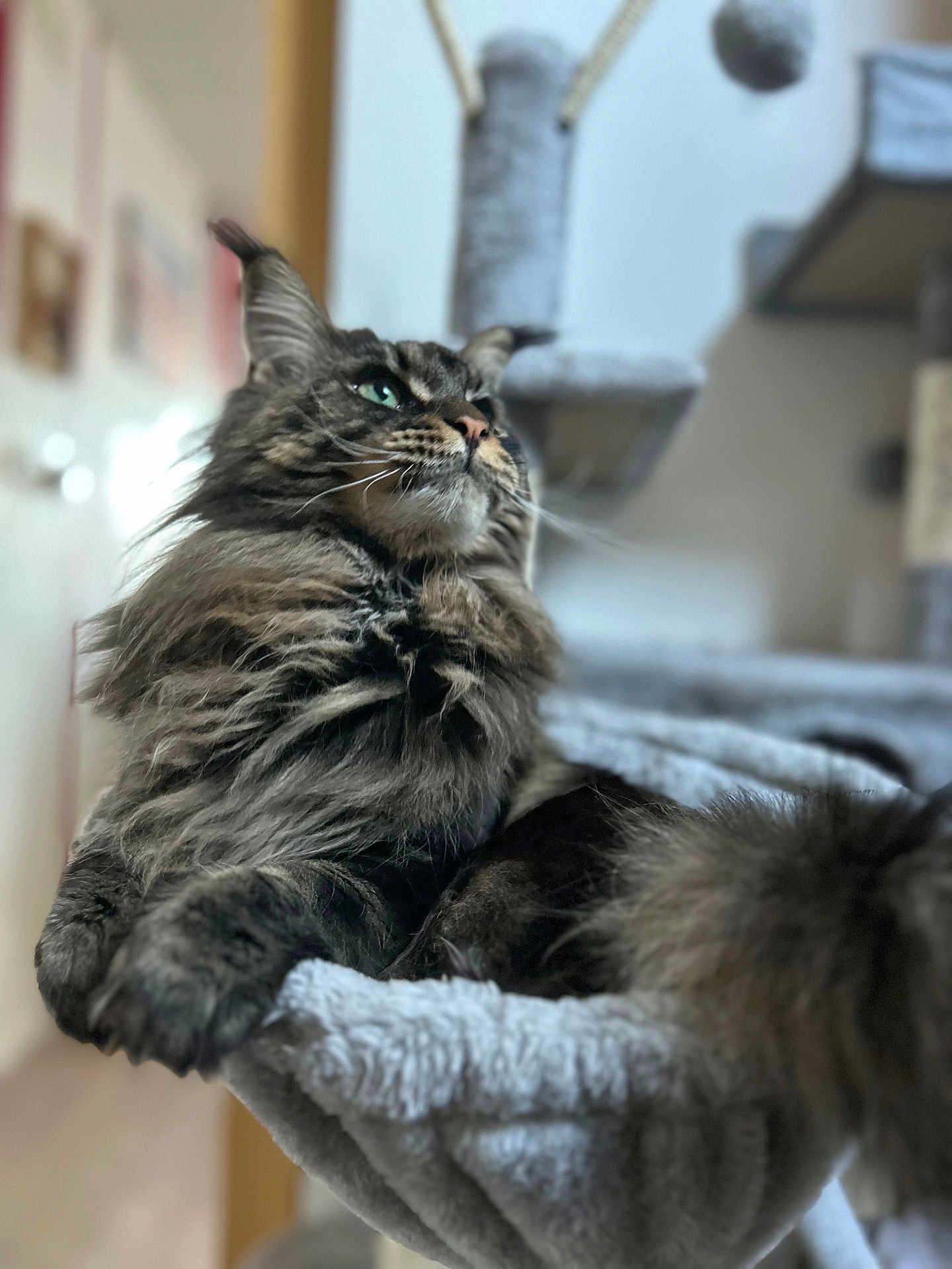 Vitani participe au concours pour gagner de l'argent avec cette photo : cat, maine_coon, feline, pet, fluffy, long_hair, whiskers, green_eyes, paws, tail, cat_tree, indoor, cozy, portrait, close_up, fur, relaxed, regal, mammal, home
