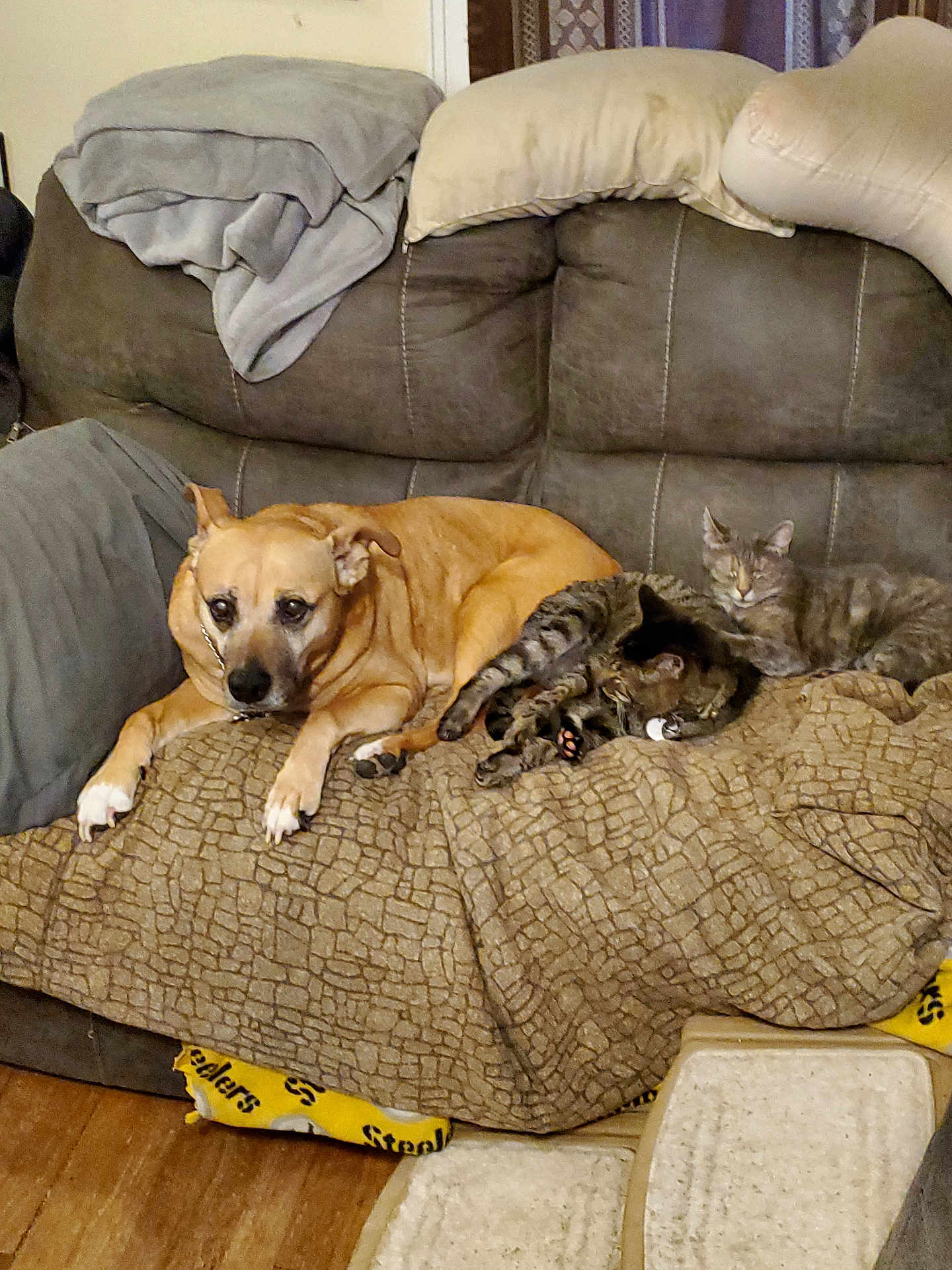 Holly is registered to the contest to win money with this photo: dog, cat, couch, blanket, pillow, indoor, pet, resting, fur, animal, relaxed, brown, gray, furniture, floor, home, cozy, sleeping, domestic, companion