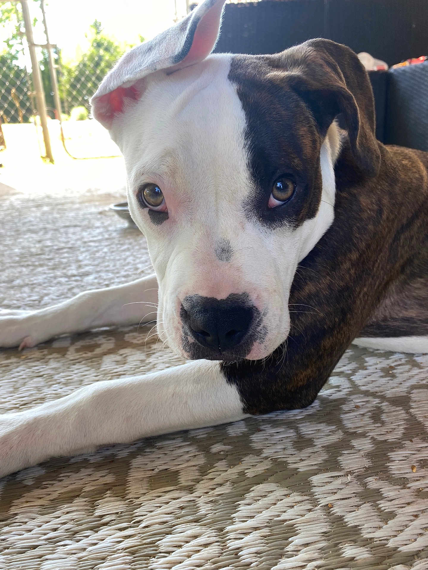 Tiana joined the competition — help win amazing prizes! dog, pet, close_up, lying_down, outdoor, woven_mat, brindle, white_fur, face, ears, nose, eyes, relaxed, canine, animal, portrait, daylight, fence, background, comfort