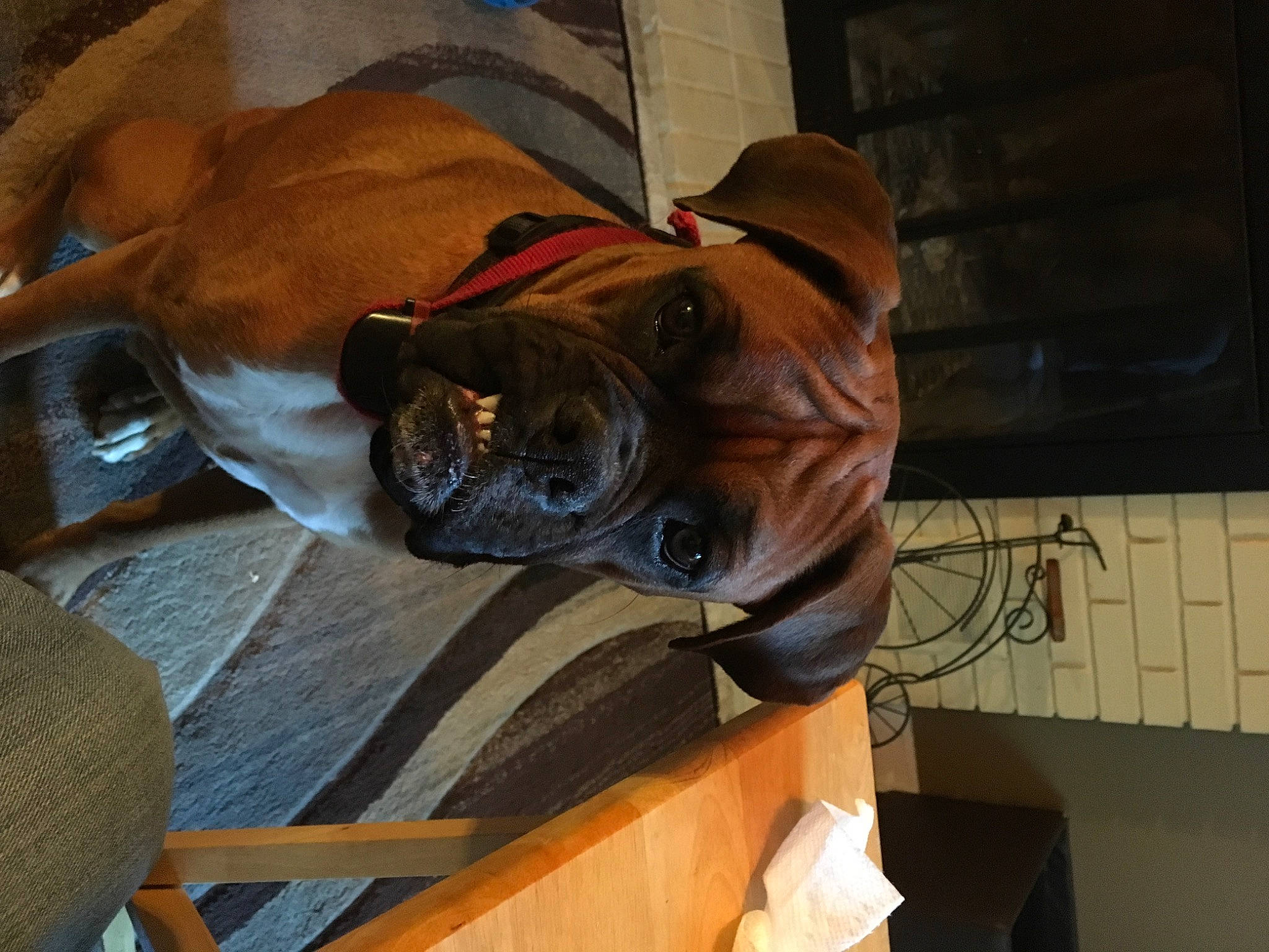 Tucker joined the competition — help win amazing prizes! canidae, carnivore, chair, comfort, companion_dog, dog, dog_breed, eyewear, fawn, fur, hardwood, hat, helmet, liver, personal_protective_equipment, room, snout, sporting_group, wood, working_animal