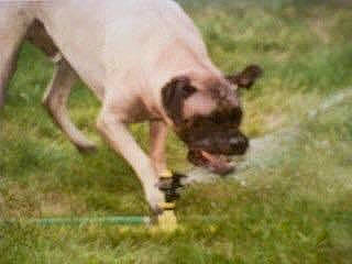 Hootch is registered to the contest to win money with this photo: ancient_dog_breeds, biting, canidae, carnivore, companion_dog, dog, dog_breed, fawn, grass, grassland, non_sporting_group, paw, puppy, snout, sporting_group, tail, terrestrial_animal, wildlife, working_animal, working_dog