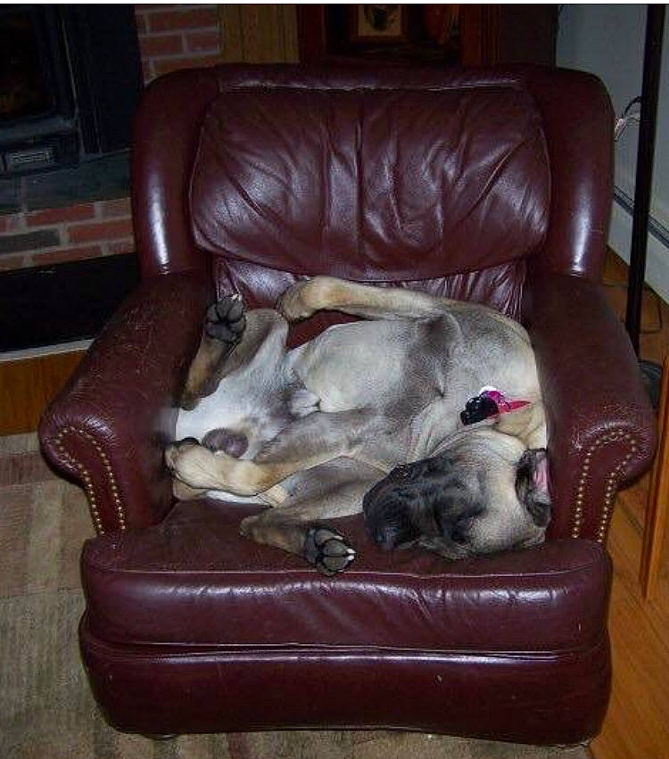 Hootch joined the competition — help win amazing prizes! brown, carnivore, comfort, companion_dog, couch, dog, dog_breed, fawn, felidae, floor, flooring, fur, furniture, hardwood, living_room, room, small_to_medium_sized_cats, sporting_group, studio_couch, wood