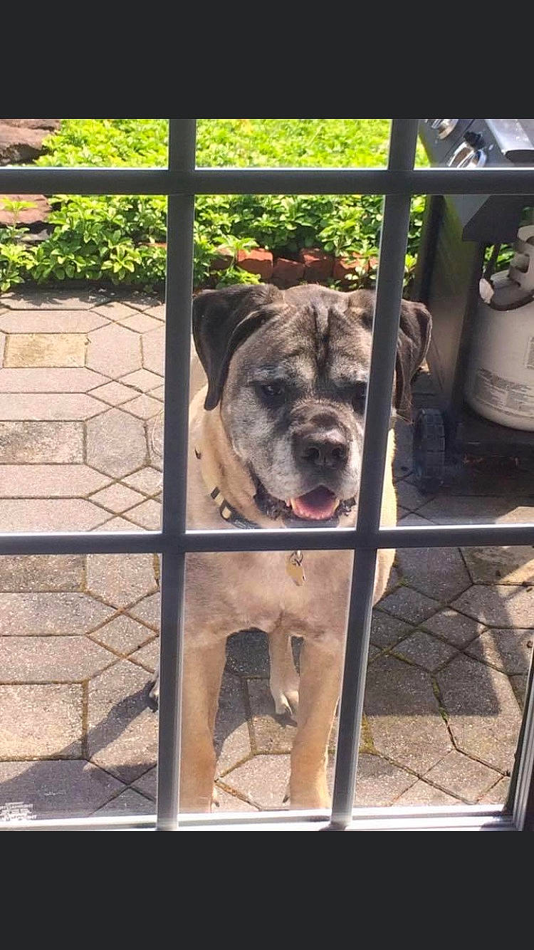 Hootch joined the competition — help win amazing prizes! animal_shelter, carnivore, collar, companion_dog, dog, dog_breed, fawn, gas, guard_dog, metal, pet_supply, plant, snout, sporting_group, tail, terrestrial_animal, toy_dog, whiskers, working_animal, wrinkle