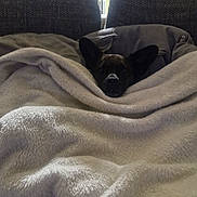 Moly participe au concours pour gagner de l'argent avec cette photo : animal, blanket, brown, canine, comfort, couch, cozy, dog, ears, face, fur, furniture, home, indoor, living_room, pet, relaxed, resting, soft, warm