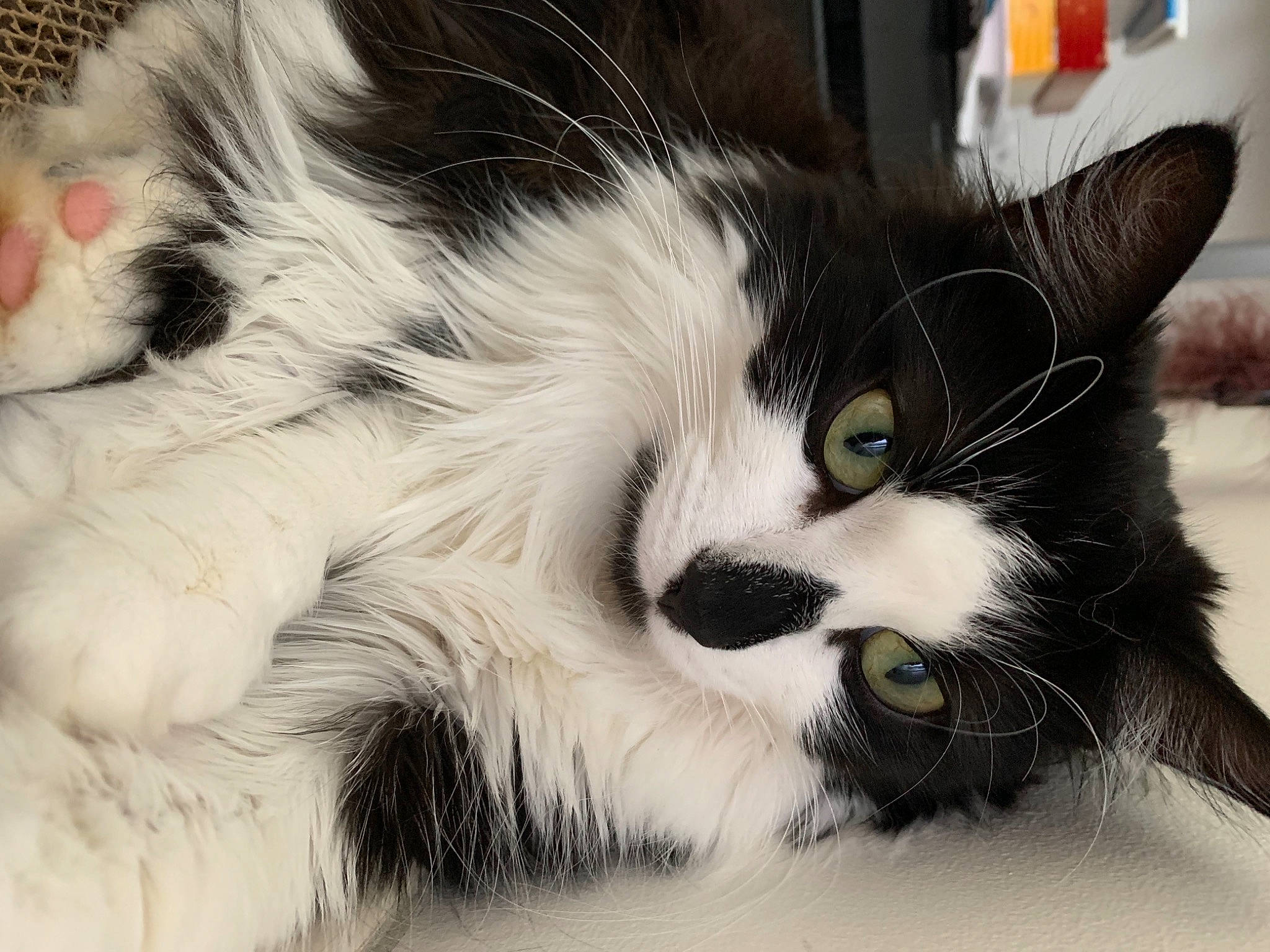 Poppie participe au concours pour gagner de l'argent avec cette photo : aegean_cat, american_curl, american_wirehair, black_and_white, carnivore, cat, domestic_long_haired_cat, european_shorthair, eye, felidae, fur, kitten, mammal, norwegian_forest_cat, nose, paw, ragamuffin, small_to_medium_sized_cats, snout, whiskers