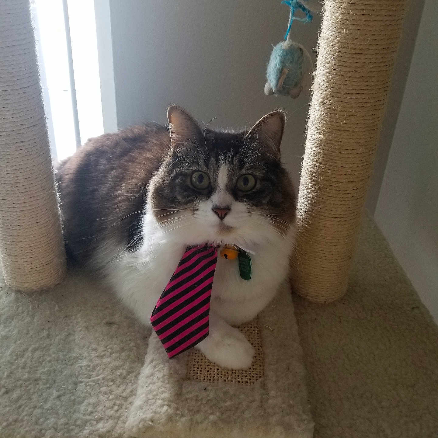 Mister Whiskers is registered to the contest to win money with this photo: bell, cat, cat_tree, collar, curious, ears, feline, fluffy, fur, home, indoor, looking, paws, pet, resting, striped_tie, tie, toy_mouse, whiskers, window_light