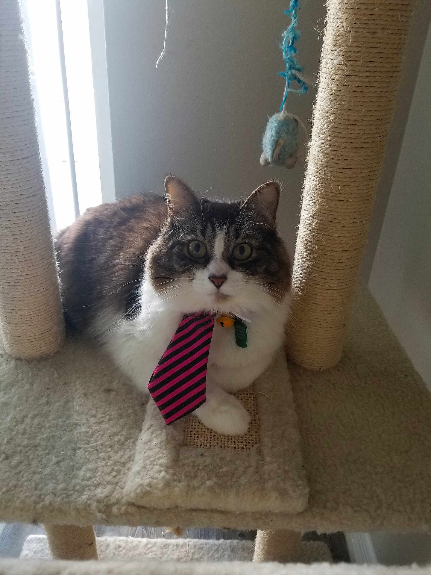 Mister Whiskers is registered to the contest to win money with this photo: cat, feline, pet, cat_tree, tie, striped_tie, toy_mouse, indoor, curious, fluffy, whiskers, ears, paws, fur, collar, bell, window_light, home, resting, looking