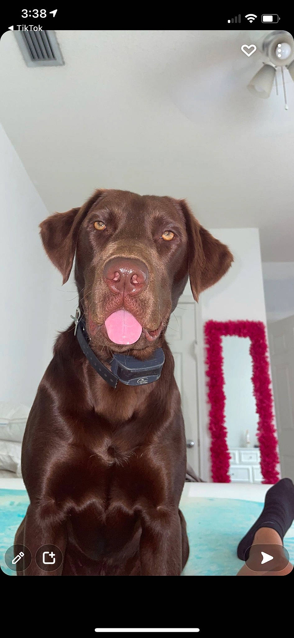 Oakley Sage is registered to the contest to win money with this photo: borador, canidae, carnivore, collar, companion_dog, dog, dog_breed, dog_collar, fawn, fur, guard_dog, gun_dog, hunting_dog, labrador_retriever, liver, retriever, snout, sporting_group, whiskers, working_animal