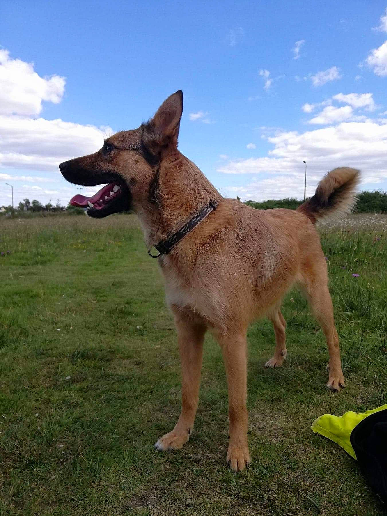 Raïka participe au concours pour gagner de l'argent avec cette photo : canidae, carnivore, cloud, collar, companion_dog, dog, dog_breed, dog_collar, dog_supply, east_european_shepherd, fawn, german_shepherd_dog, grass, herding_dog, plant, sky, snout, sporting_group, tail, working_animal