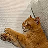 Bon Jovi is registered to the contest to win money with this photo: cat, sleeping, orange_cat, paw_pads, fur, pet, cozy, blanket, pillow, resting, closeup, indoor, cute, animal, feline, relaxation, soft_texture, whiskers, peaceful, nap