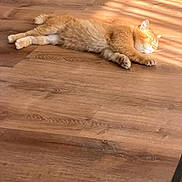 Bon Jovi joined the competition — help win amazing prizes! cat, orange_cat, sleeping, wooden_floor, sunlight, indoor, pet, feline, relaxing, cozy, napping, fur, whiskers, paw, quiet, peaceful, animal, domestic_cat, resting, sunbeam