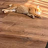 cat, orange_cat, sleeping, wooden_floor, sunlight, indoor, pet, feline, relaxing, cozy, napping, fur, whiskers, paw, quiet, peaceful, animal, domestic_cat, resting, sunbeam