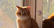 Bon Jovi joined the competition — help win amazing prizes! cat, orange_cat, feline, window, sunlight, reflection, indoor, mesh_screen, cabinet, pet, animal, fur, serious_expression, daylight, home, cozy, sitting, portrait, domestic_cat, whiskers