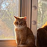 cat, orange_cat, feline, window, sunlight, reflection, indoor, mesh_screen, cabinet, pet, animal, fur, serious_expression, daylight, home, cozy, sitting, portrait, domestic_cat, whiskers