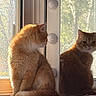 Bon Jovi is registered to the contest to win money with this photo: cat, orange_cat, reflection, mirror, window, sunlight, dressing_table, furniture, indoor, pet, animal, fur, looking, side_view, reflection_image, cozy, domestic, cute, calm, resting