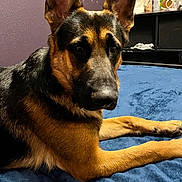 Kash joined the competition — help win amazing prizes! dog, german_shepherd, pet, indoor, bed, blanket, blue_bedspread, ears, paws, fur, portrait, muzzle, eyes, nose, fur_texture, resting, looking_at_camera, canine, bedroom, nightstand