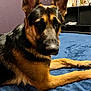 dog, german_shepherd, pet, indoor, bed, blanket, blue_bedspread, ears, paws, fur, portrait, muzzle, eyes, nose, fur_texture, resting, looking_at_camera, canine, bedroom, nightstand