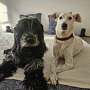 Jessie Et Priska participe au concours pour gagner de l'argent avec cette photo : dog, bed, blanket, pillow, indoor, pet, animal, fur, collar, resting, friendship, white_dog, black_dog, spots, pattern, calm, natural_light, floor, wall, cozy