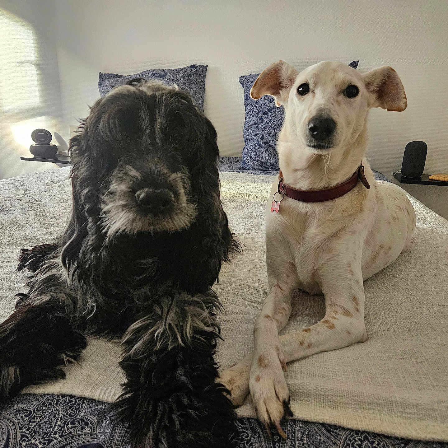 Jessie Et Priska participe au concours pour gagner de l'argent avec cette photo : animal, bed, black_dog, blanket, calm, collar, cozy, dog, floor, friendship, fur, indoor, natural_light, pattern, pet, pillow, resting, spots, wall, white_dog