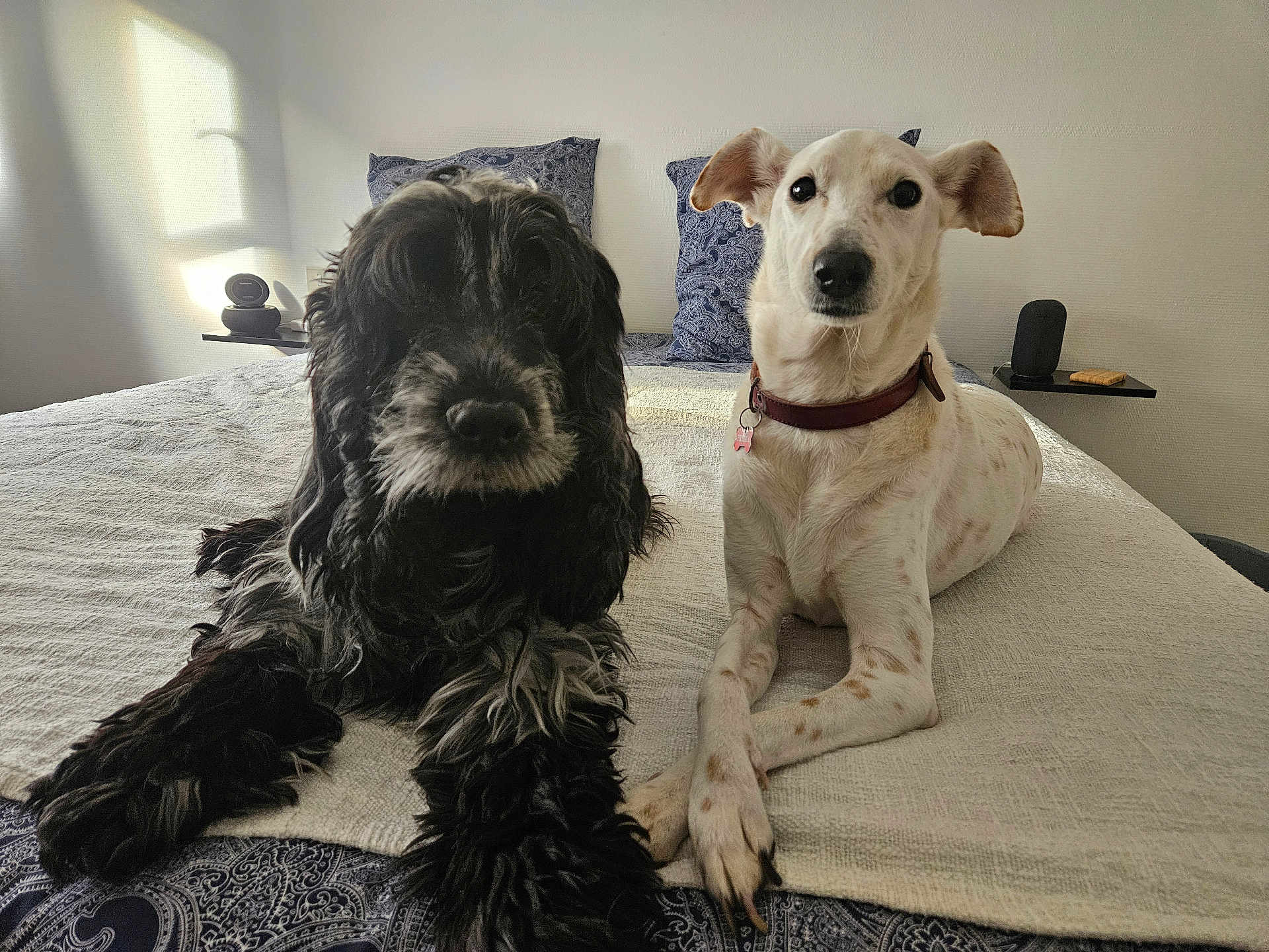 Jessie Et Priska participe au concours pour gagner de l'argent avec cette photo : dog, bed, blanket, pillow, indoor, pet, animal, fur, collar, resting, friendship, white_dog, black_dog, spots, pattern, calm, natural_light, floor, wall, cozy