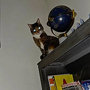 Nova joined the competition — help win amazing prizes! cat, pet, animal, indoor, cabinet, globe, books, magazines, furniture, sitting, perched, brown_cat, white_chest, blue_eyes, reflection, glass_door, home, room, vertical_photo, low_angle