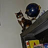 cat, pet, animal, indoor, cabinet, globe, books, magazines, furniture, sitting, perched, brown_cat, white_chest, blue_eyes, reflection, glass_door, home, room, vertical_photo, low_angle