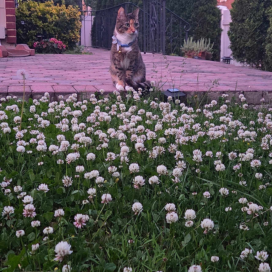 Nova joined the competition — help win amazing prizes! cat, tabby_cat, pet, animal, sitting, outdoor, garden, lawn, clover, flowers, blossoms, brick_patio, residential, house, fence, hedges, trees, utility_poles, overhead_wires, twilight