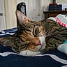 Nova joined the competition — help win amazing prizes! cat, tabby_cat, sleeping, sleepy, pet, animal, bed, bedroom, blanket, cozy, relaxed, resting, indoors, home, bedding, whiskers, closed_eyes, brown_fur, striped_fur, portrait