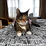 Nova is registered to the contest to win money with this photo: cat, tabby_cat, pet, animal, portrait, sitting, bed, bedspread, bedroom, window, curtains, indoor, collar, bell, necklace, whiskers, green_eyes, paws, patterned_blanket, home_decor