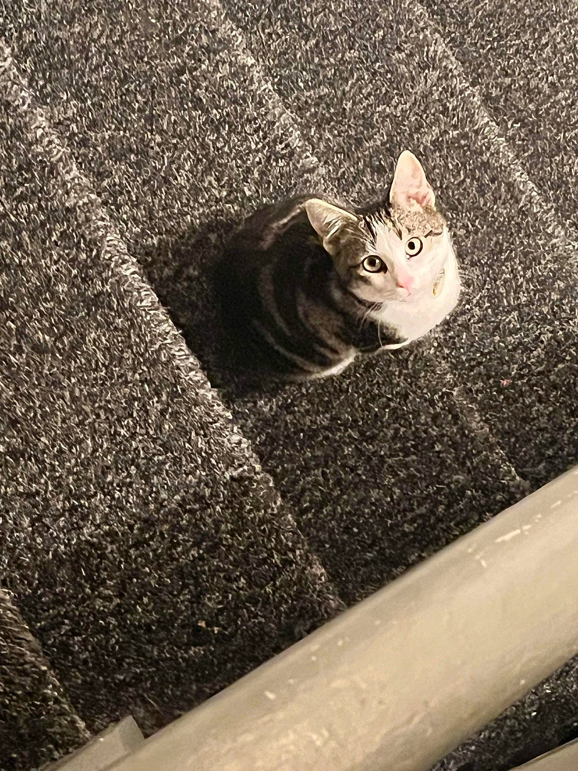 Charlie is registered to the contest to win money with this photo: asphalt, automotive_tire, carnivore, cat, fawn, felidae, flooring, grass, grey, paw, road, road_surface, small_to_medium_sized_cats, snout, tail, tints_and_shades, wall, whiskers, window, wood