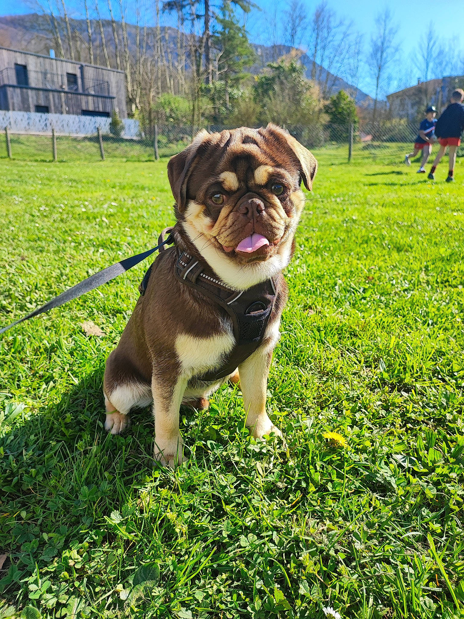 Ulk a rejoint le concours — aidez-le/la à gagner de superbes lots ! bulldog, carnivore, collar, companion_dog, dog, dog_breed, dog_collar, fawn, garden, grass, grassland, groundcover, lawn, plant, pug, sky, sporting_group, toy_dog, tree, wrinkle
